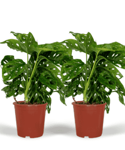 2X Monstera Monkey Leaf  - Gatenplant ↑ 30 cm ⌀ 12