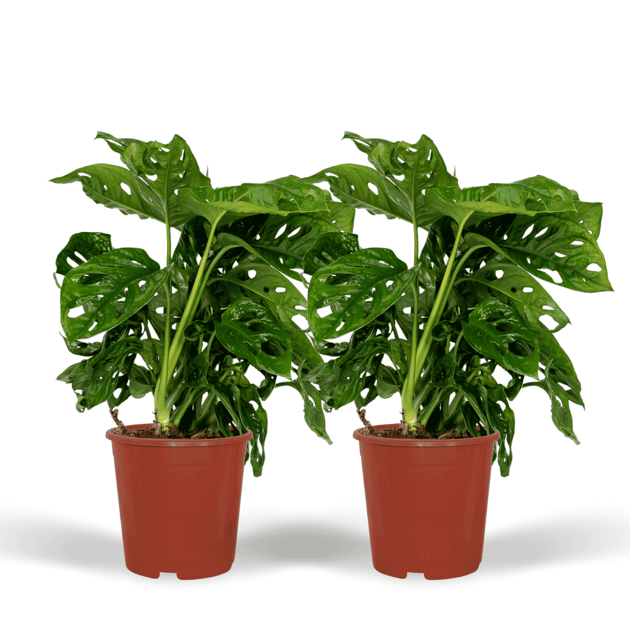 2X Monstera Monkey Leaf - Gatenplant ↑ 30 cm ⌀ 12