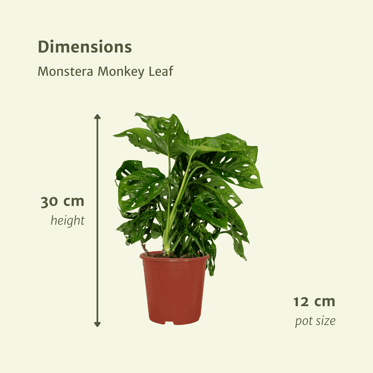 2X Monstera Monkey Leaf - Gatenplant ↑ 30 cm ⌀ 12 - Afbeelding 4