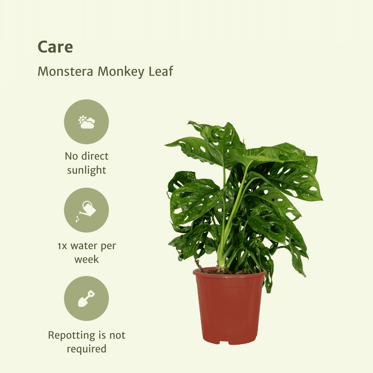 2X Monstera Monkey Leaf - Gatenplant ↑ 30 cm ⌀ 12 - Afbeelding 5