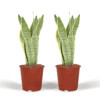 2X Sansevieria Laurentii - Vrouwentong ↑ 40 cm ⌀ 14