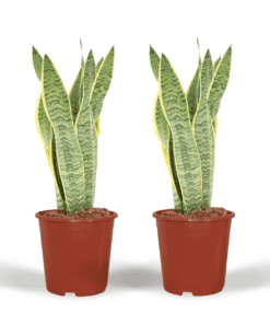 2X Sansevieria Laurentii - Vrouwentong ↑ 40 cm ⌀ 14