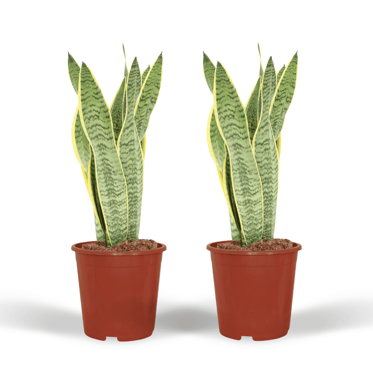 2X Sansevieria Laurentii - Vrouwentong ↑ 40 cm ⌀ 14