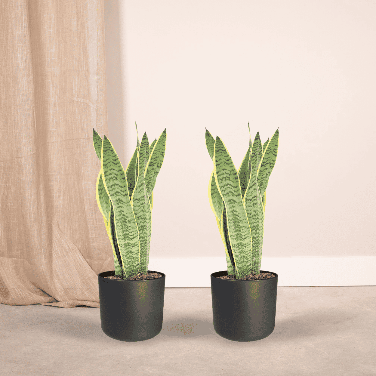 2X Sansevieria Laurentii - Vrouwentong ↑ 40 cm ⌀ 14 - Afbeelding 2