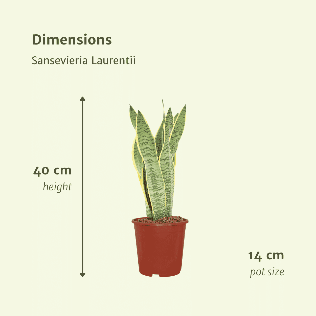 2X Sansevieria Laurentii - Vrouwentong ↑ 40 cm ⌀ 14 - Afbeelding 4