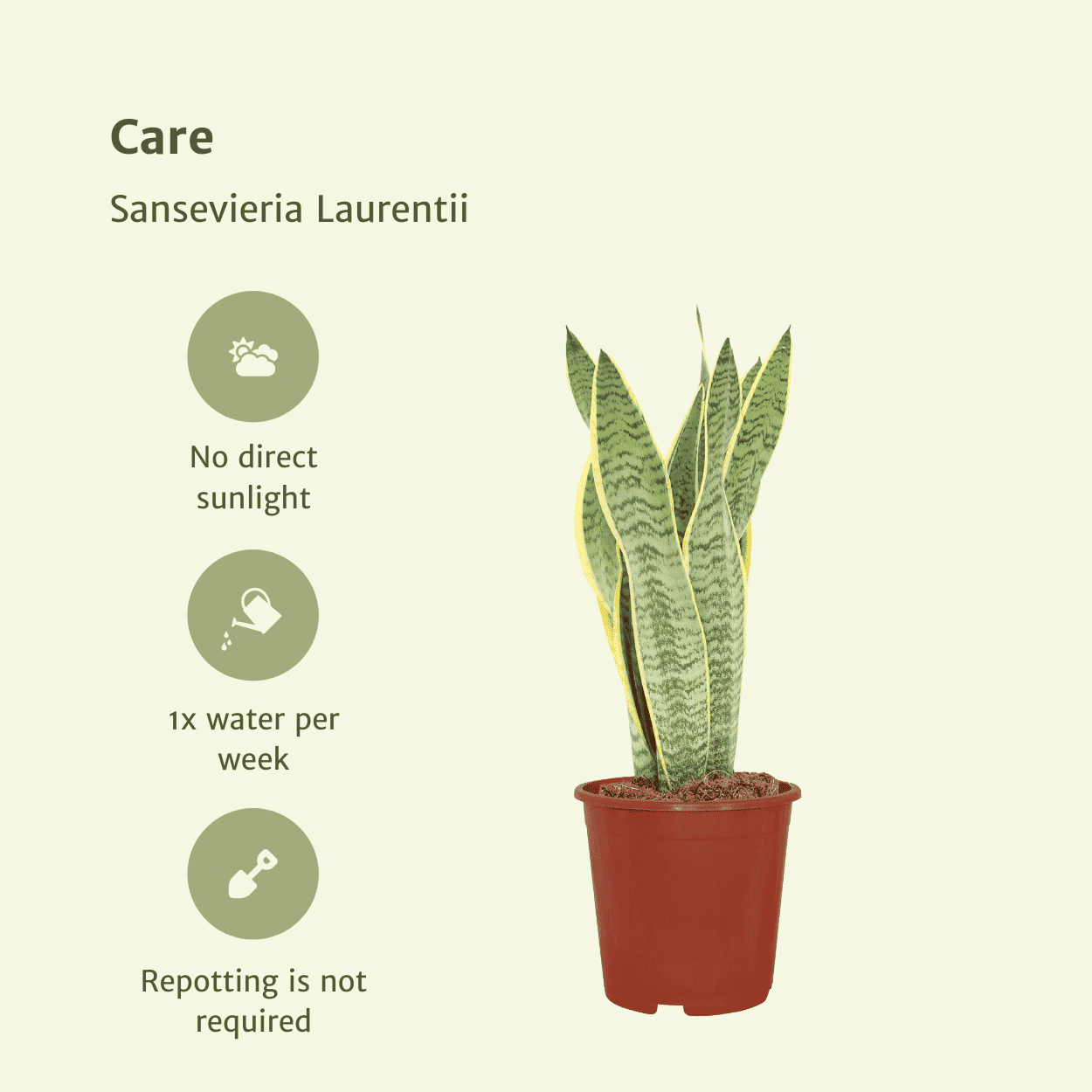 2X Sansevieria Laurentii - Vrouwentong ↑ 40 cm ⌀ 14 - Afbeelding 5