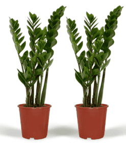 2X Zamioculcas Zamiifolia - Emerald Palm ↑ 50 cm ⌀ 14
