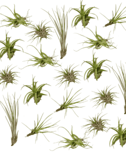 Airpant Mix Pakket - Tillandsia luchtplantjes - 20 Stuks - 6 Cm - Ø6