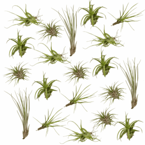 Tillandsia luchtplantjes mix – kamerplant zonder aarde of pot – 20 stuks, pot 6 cm, ±6 cm