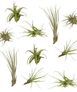 Airpant Mix Pakket - Tillandsia luchtplantjes - 10 Stuks - 6 Cm - Ø6