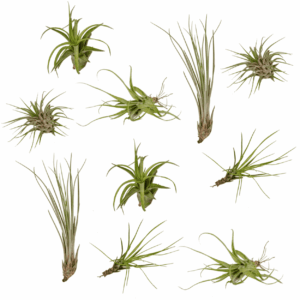 Tillandsia luchtplantjes mix – groeit zonder aarde – 10 stuks, pot 6 cm, ±6 cm