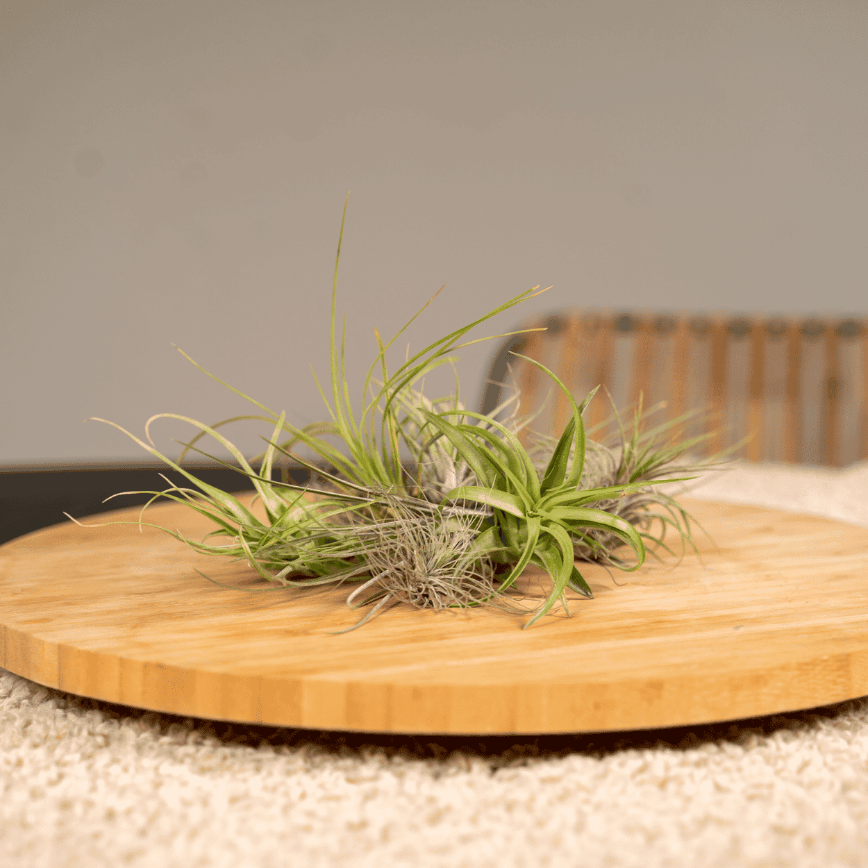 Airpant Mix Pakket - Tillandsia luchtplantjes - 10 Stuks - 6 Cm - Ø6 - Afbeelding 2