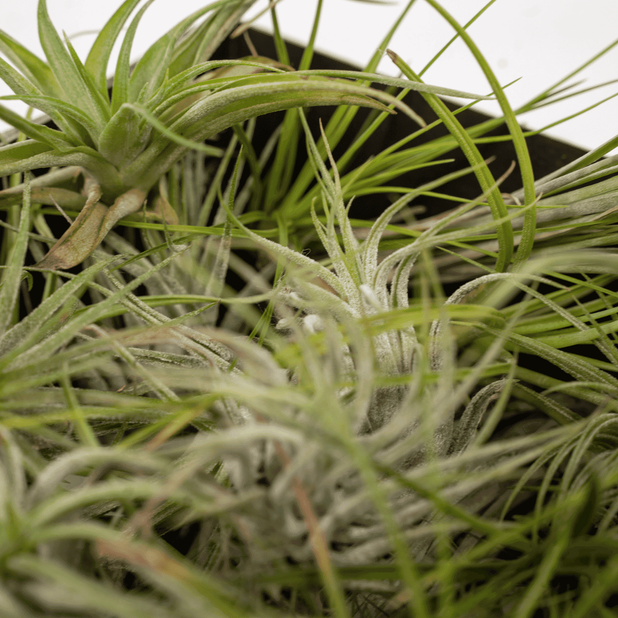 Airpant Mix Pakket - Tillandsia luchtplantjes - 10 Stuks - 6 Cm - Ø6 - Afbeelding 3