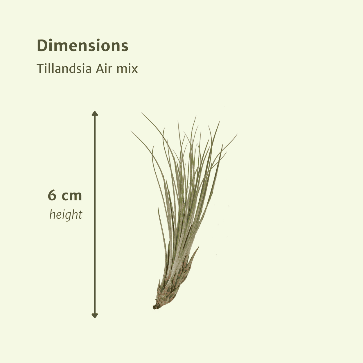 Airpant Mix Pakket - Tillandsia luchtplantjes - 10 Stuks - 6 Cm - Ø6 - Afbeelding 4