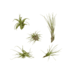 Airpant Mix Pakket - Tillandsia luchtplantjes - 5 Stuks - 6 Cm - Ø6