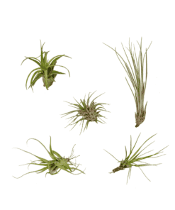 Airpant Mix Pakket - Tillandsia luchtplantjes - 5 Stuks - 6 Cm - Ø6