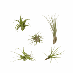 Tillandsia luchtplanten mix – zonder aarde te verzorgen – 5 stuks, pot 6 cm, ±6 cm