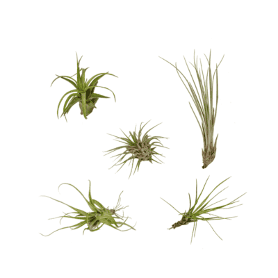 Tillandsia luchtplanten mix – zonder aarde te verzorgen – 5 stuks, pot 6 cm, ±6 cm