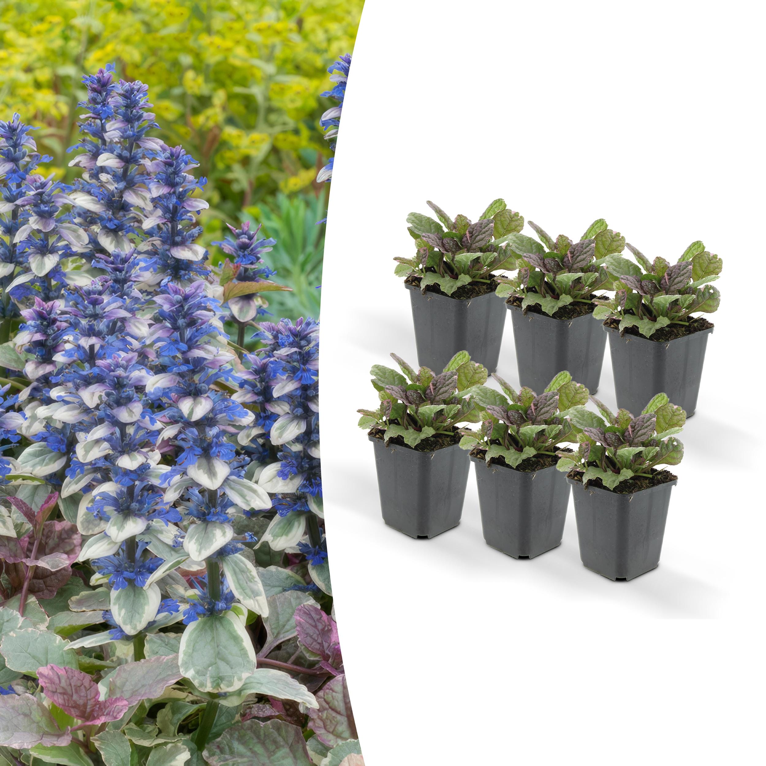 6 x Ajuga Reptans 'Burgundy Glow'
