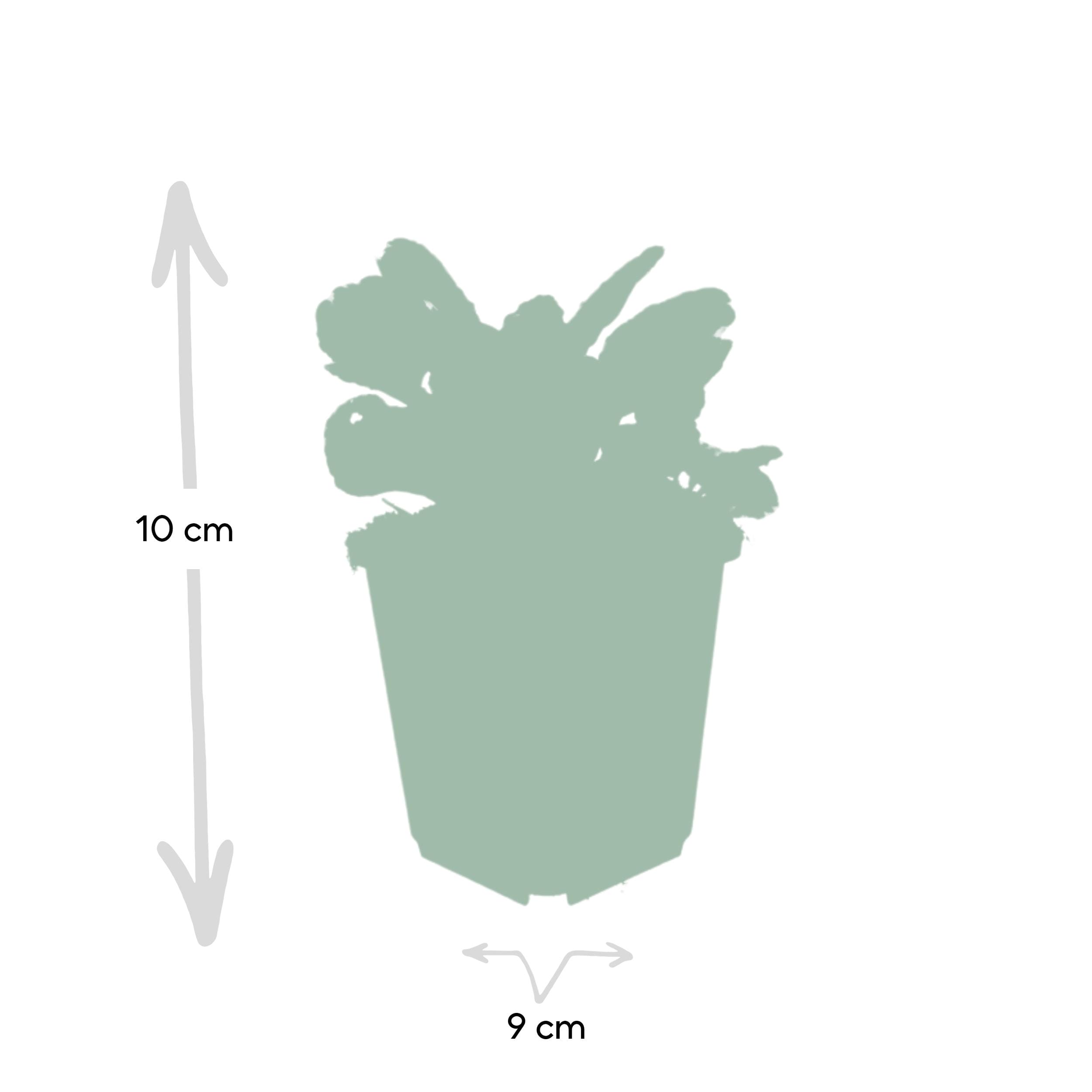 6 x Ajuga Reptans 'Burgundy Glow' - Afbeelding 3