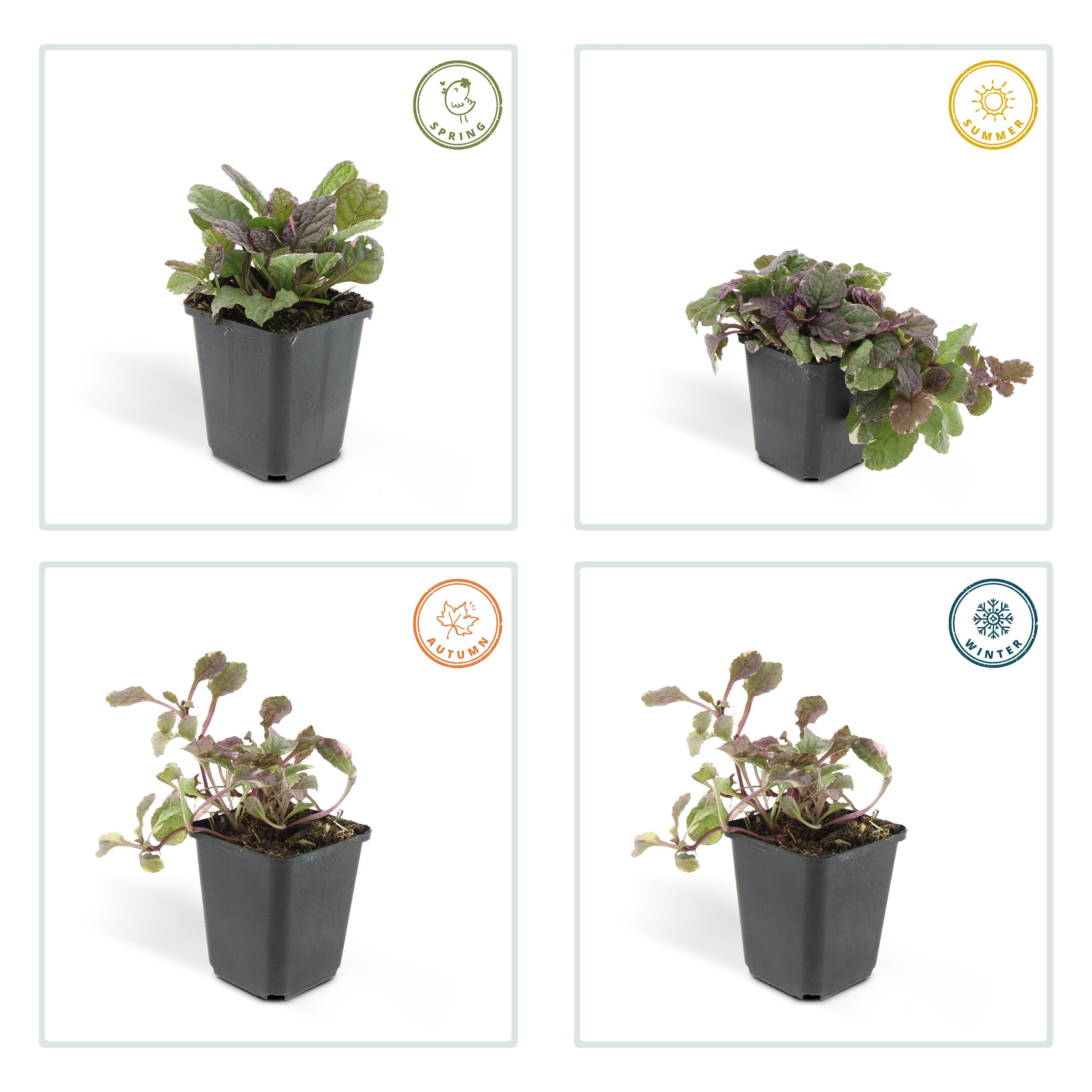 6 x Ajuga Reptans 'Burgundy Glow' - Afbeelding 4