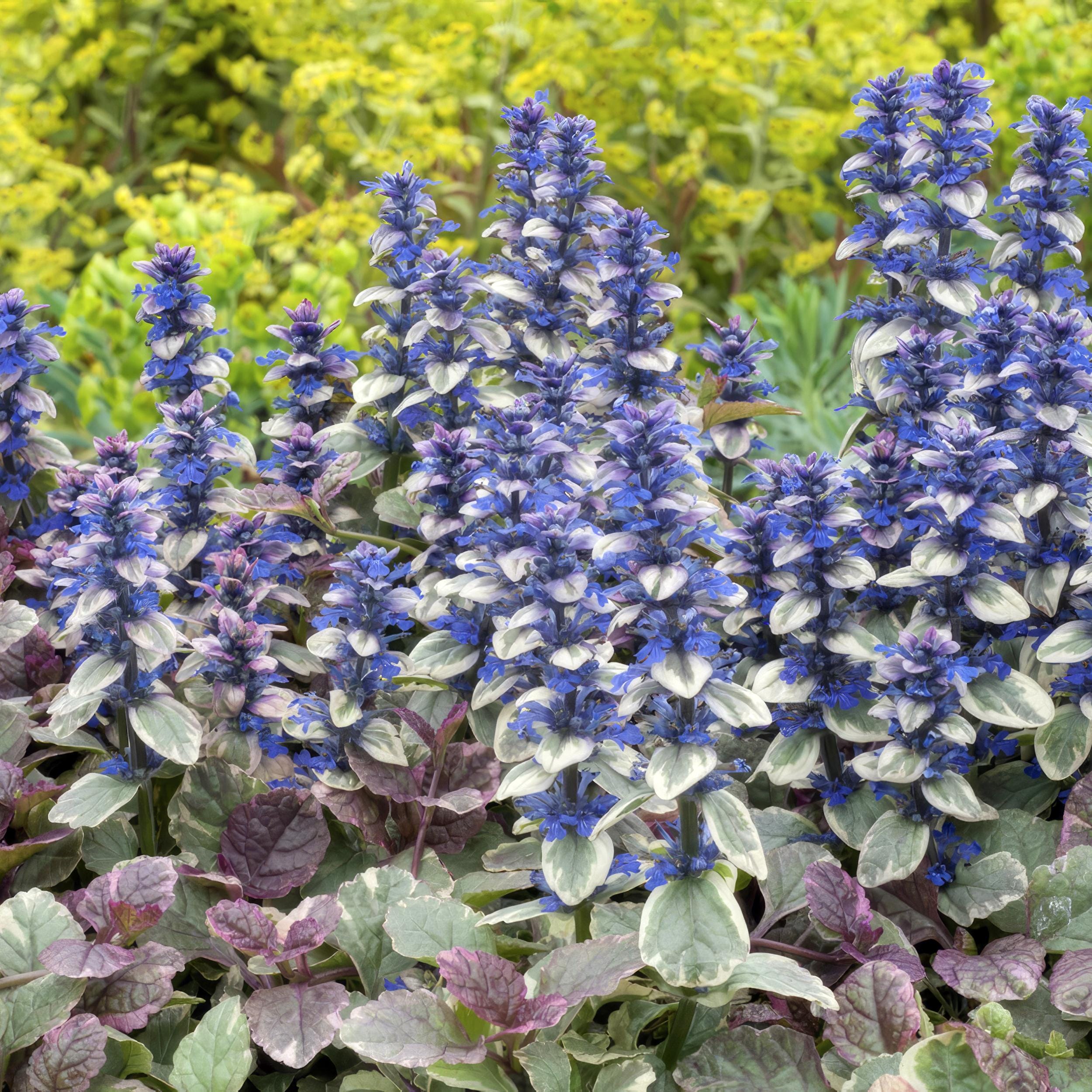 6 x Ajuga Reptans 'Burgundy Glow' - Afbeelding 5