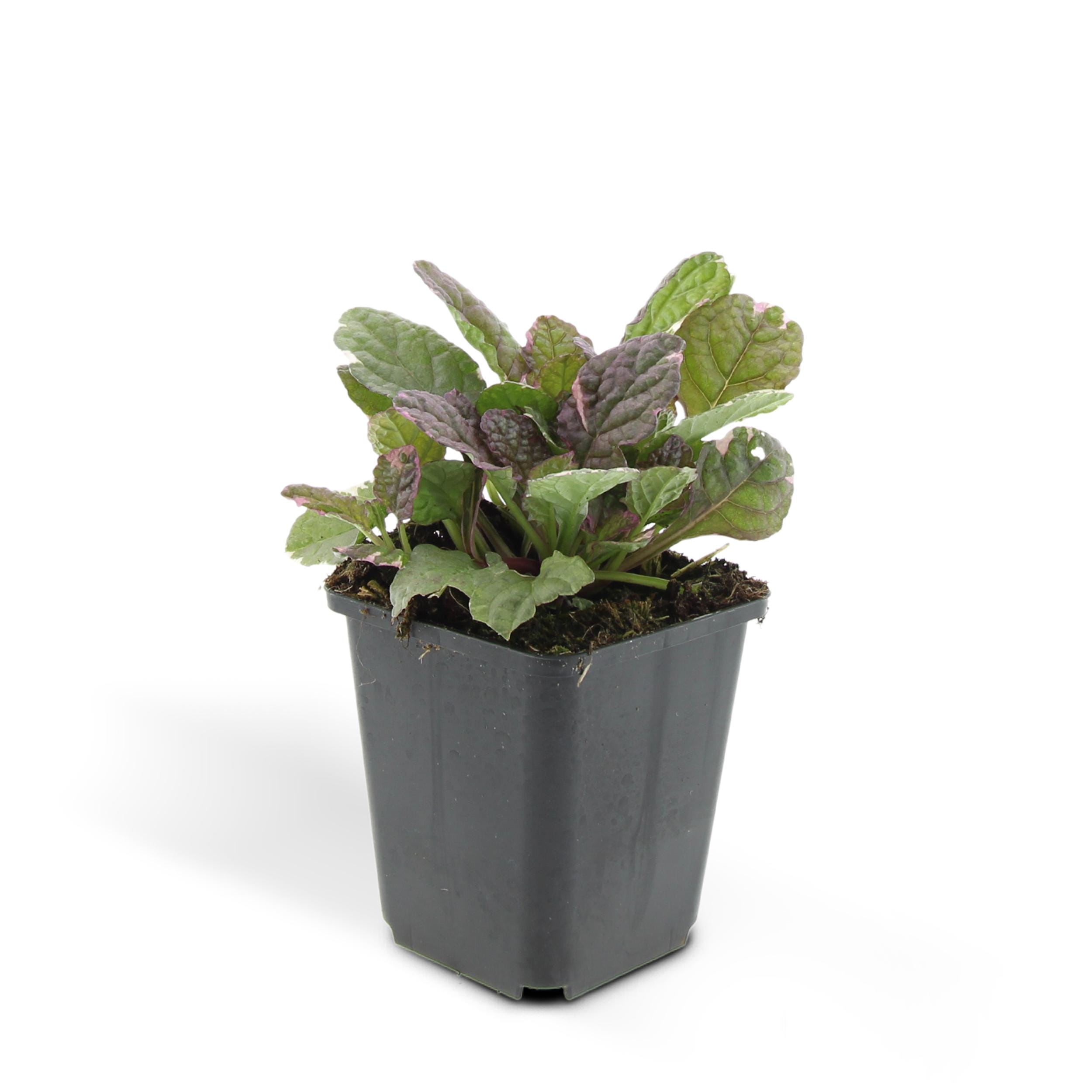 6 x Ajuga Reptans 'Burgundy Glow' - Afbeelding 8
