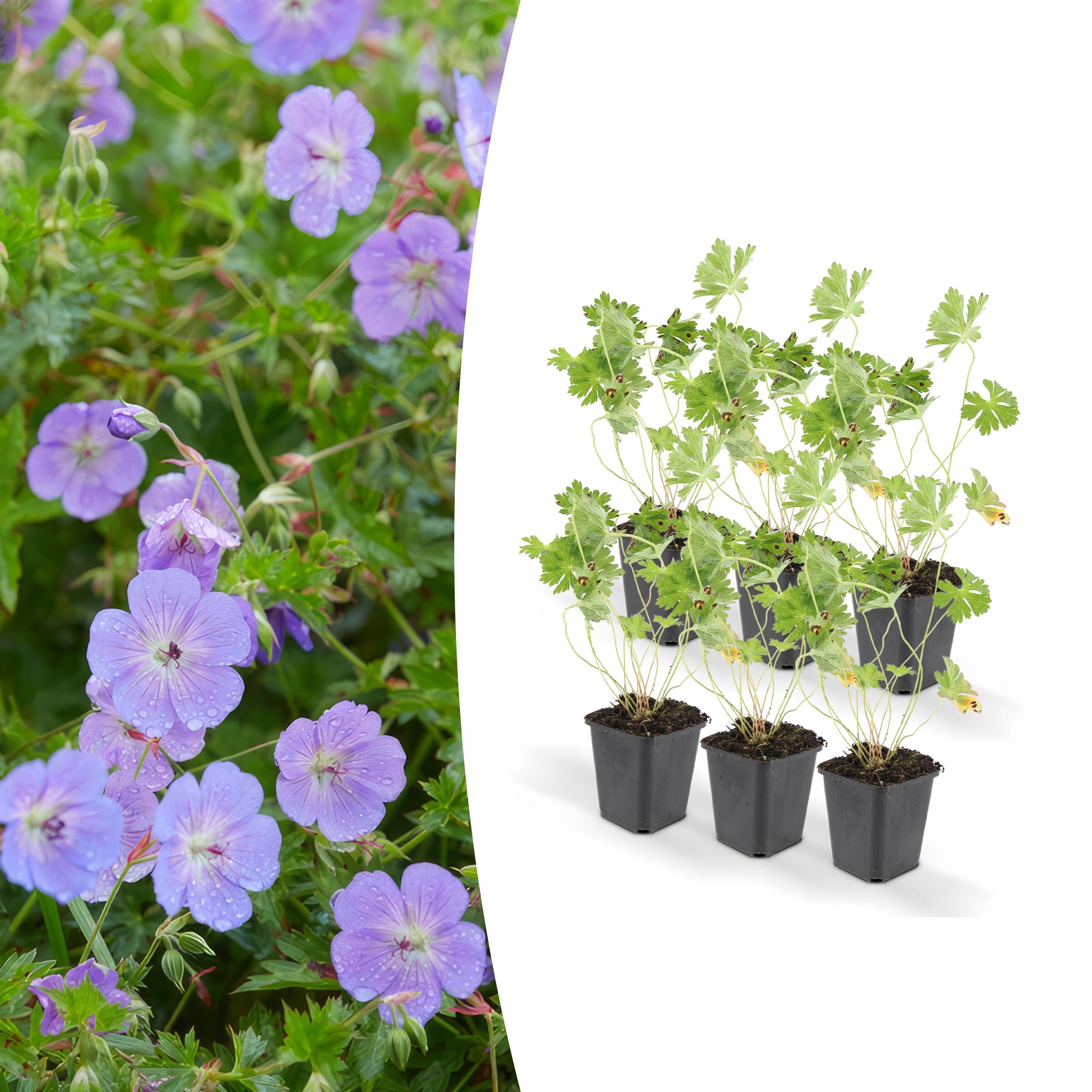 6 x Geranium Rozanne