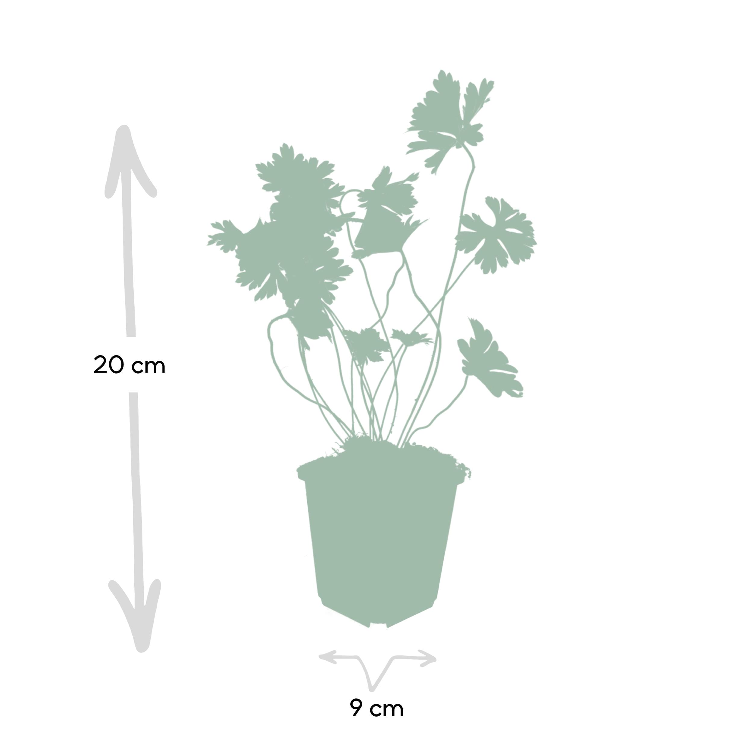 6 x Geranium Rozanne - Afbeelding 3