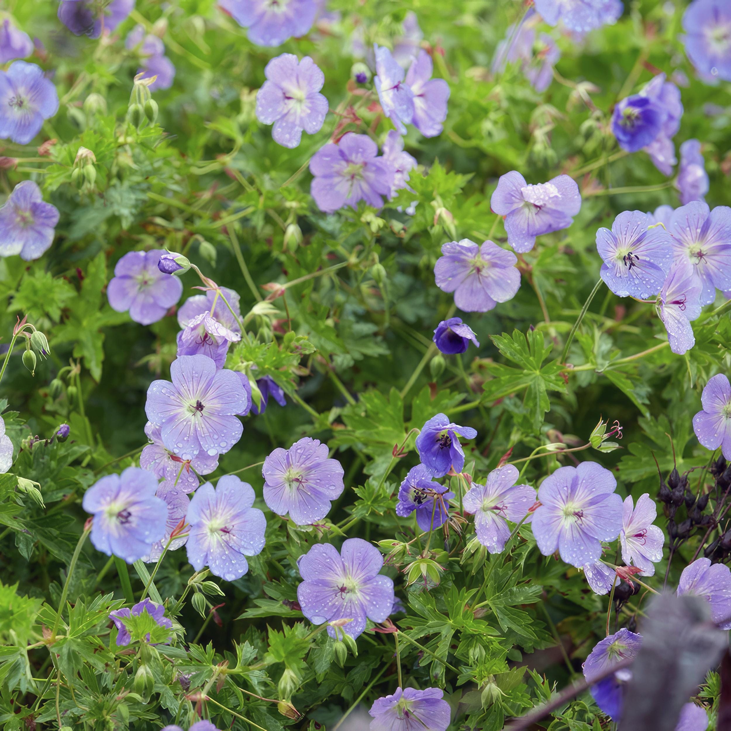 6 x Geranium Rozanne - Afbeelding 6