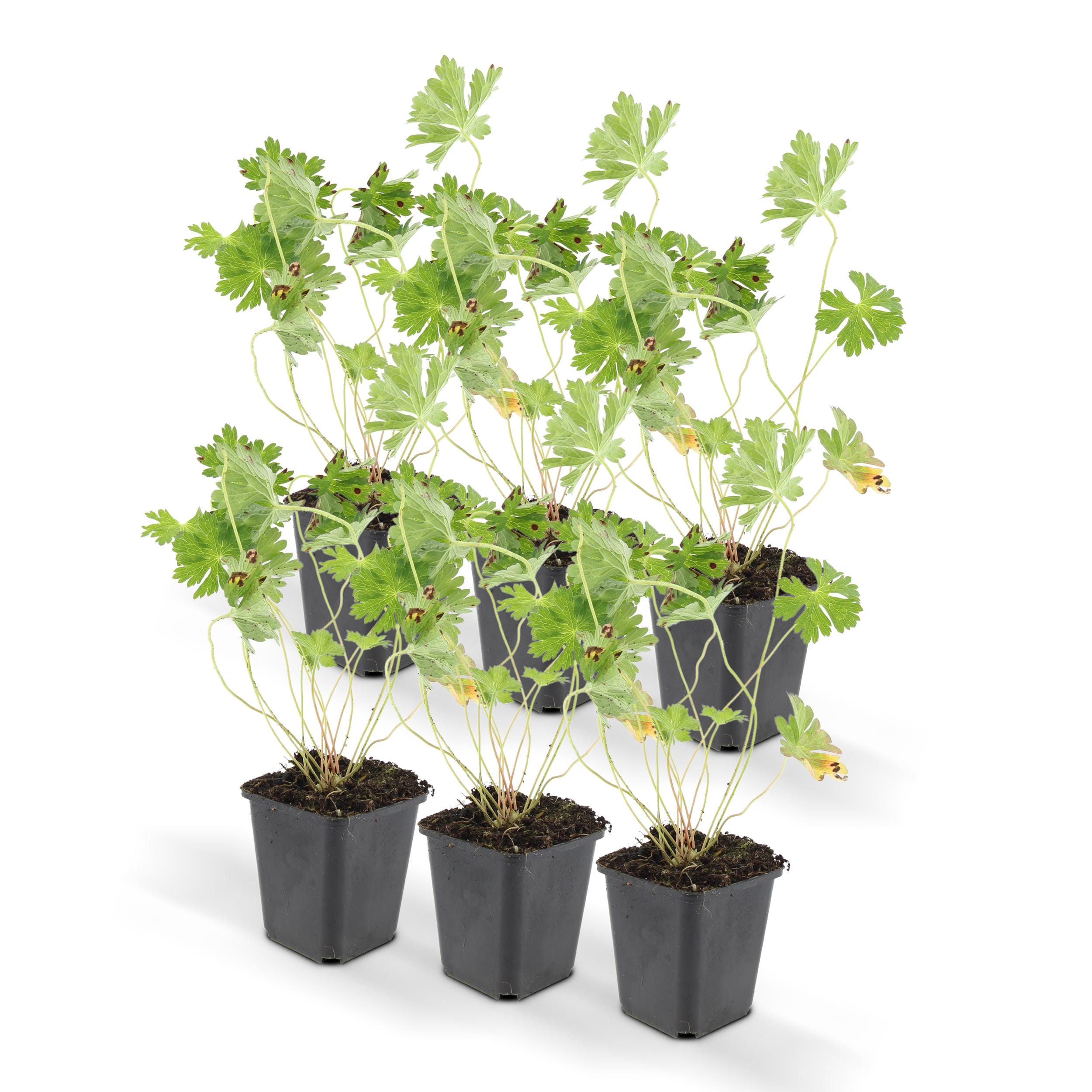 6 x Geranium Rozanne - Afbeelding 7