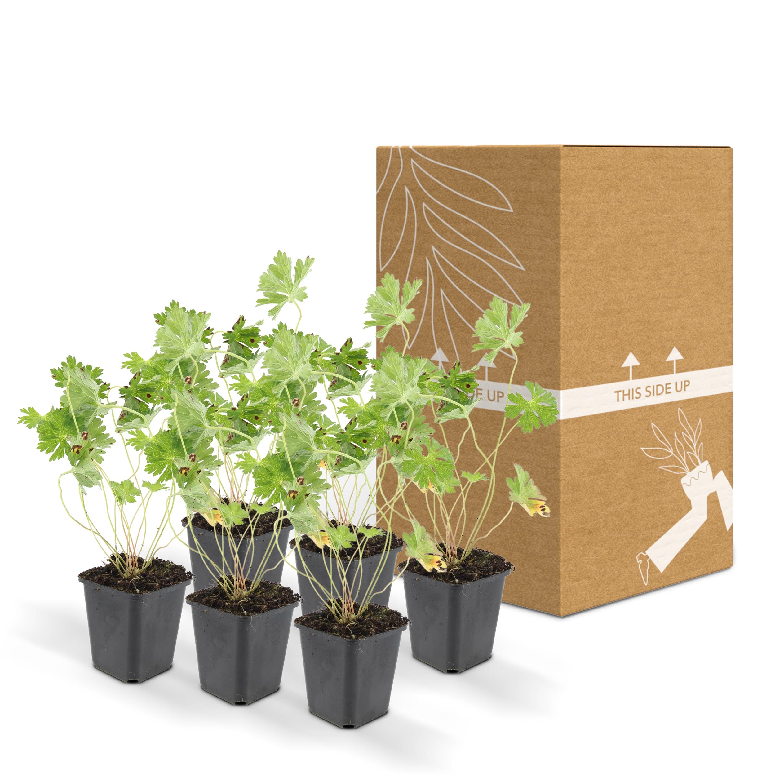 6 x Geranium Rozanne - Afbeelding 8