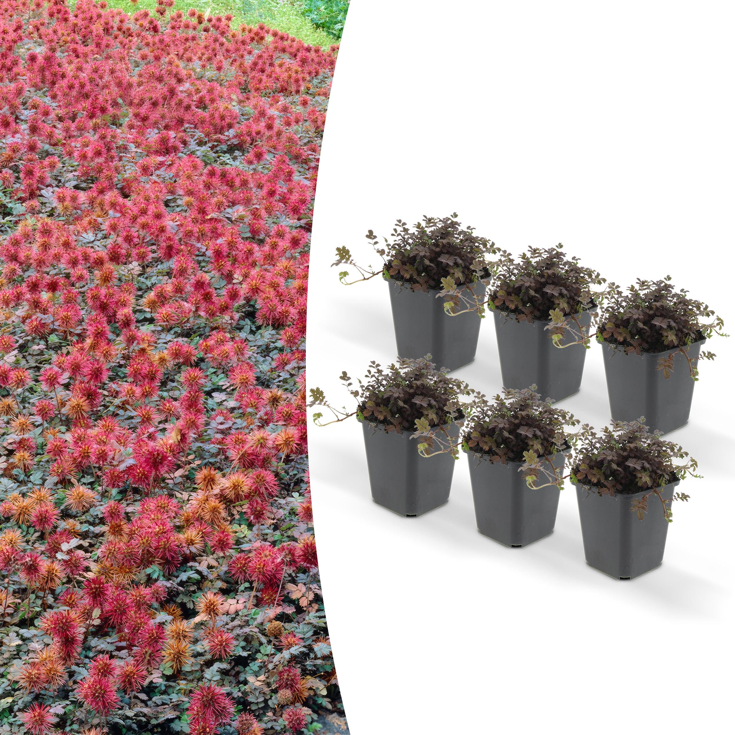 6 x Acaena Microphylla 'Kupferteppich'