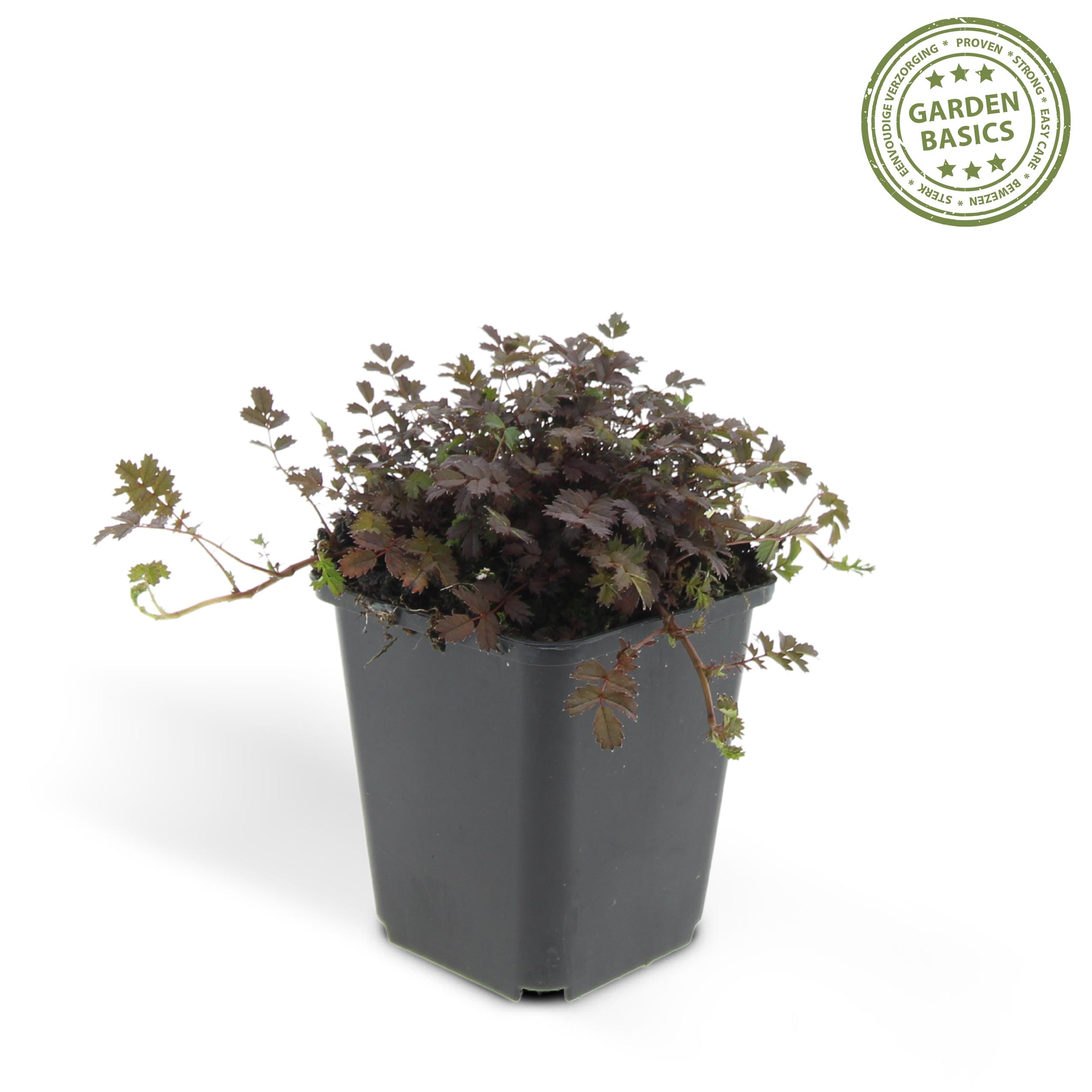 6 x Acaena Microphylla 'Kupferteppich' - Afbeelding 2