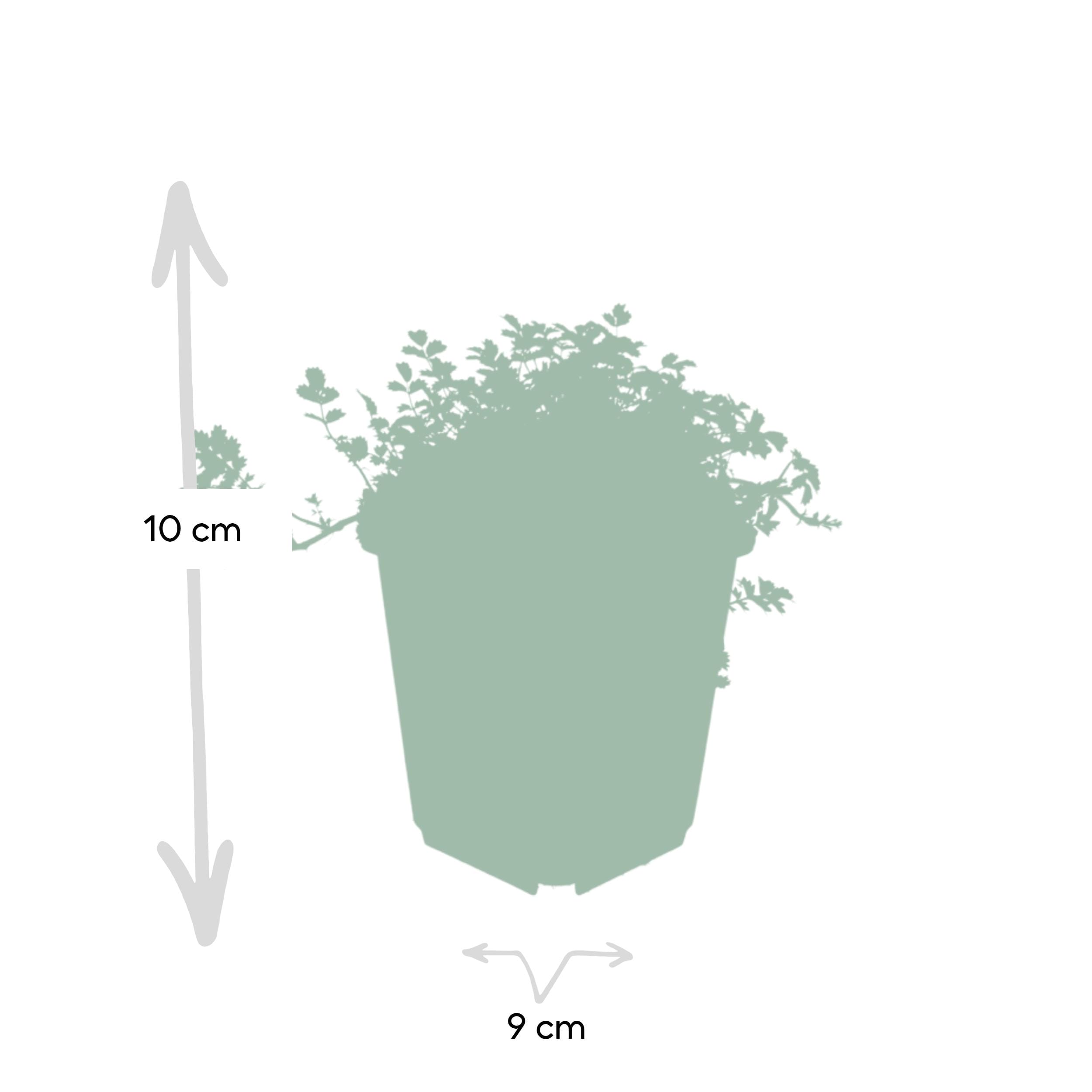 6 x Acaena Microphylla 'Kupferteppich' - Afbeelding 3