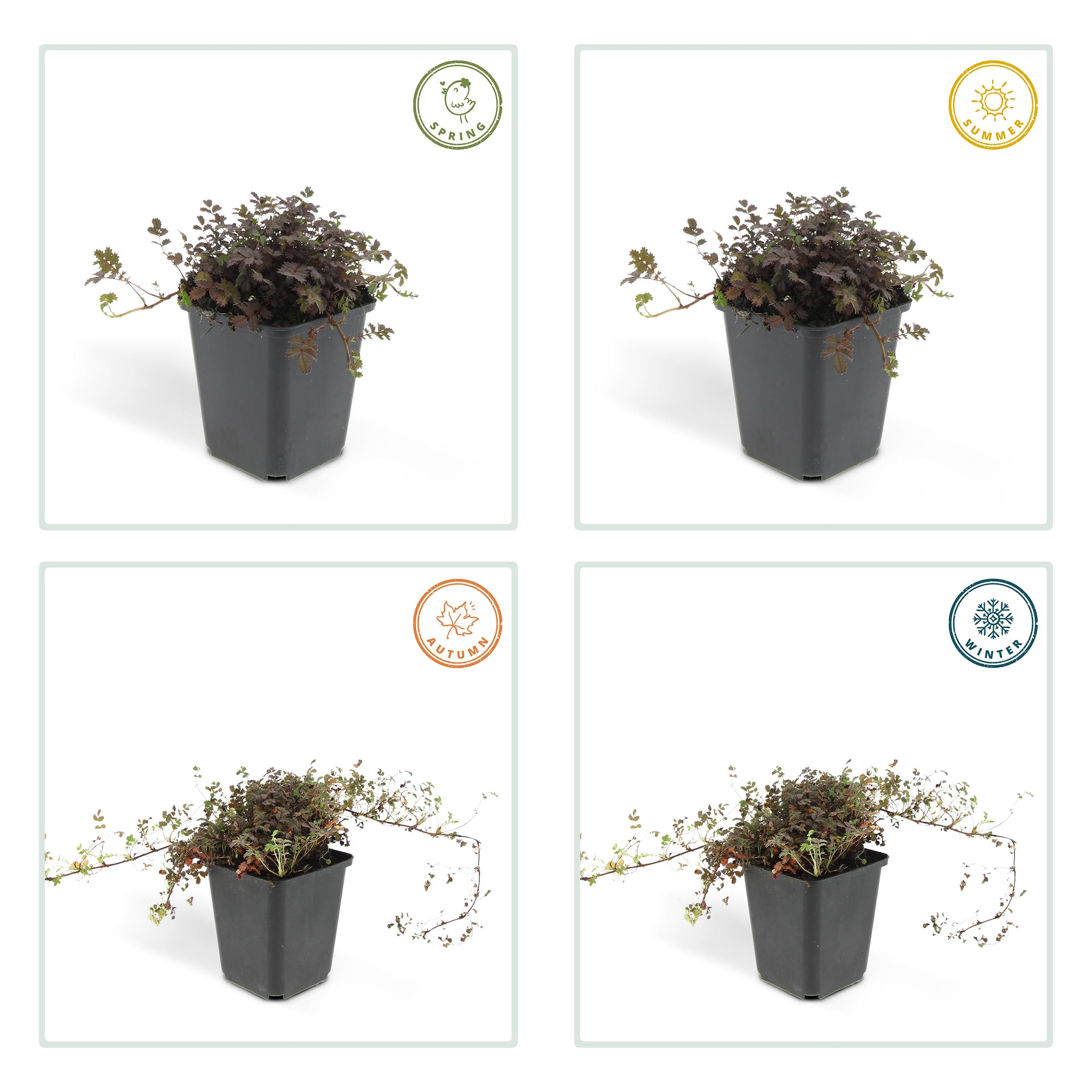 6 x Acaena Microphylla 'Kupferteppich' - Afbeelding 4