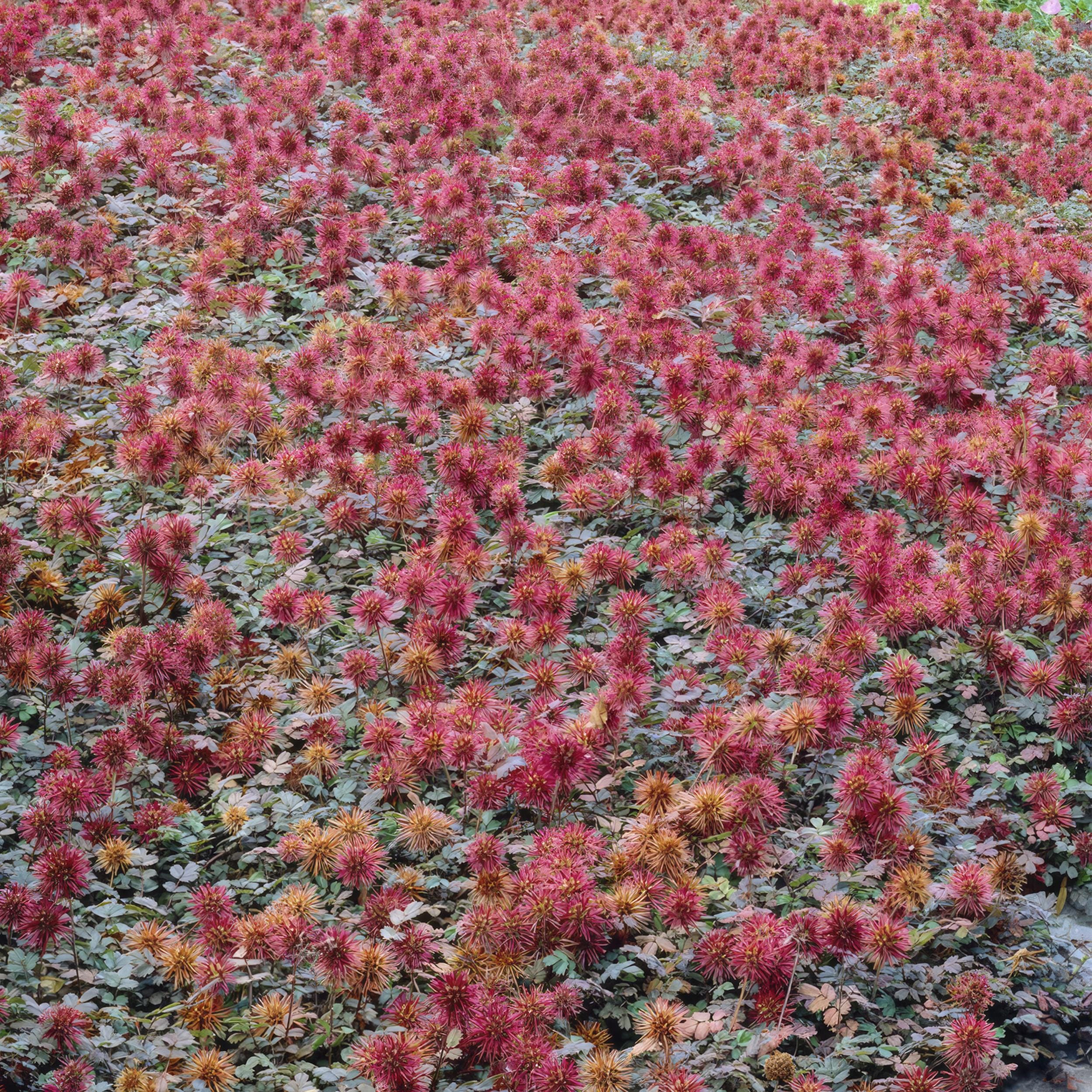 6 x Acaena Microphylla 'Kupferteppich' - Afbeelding 5