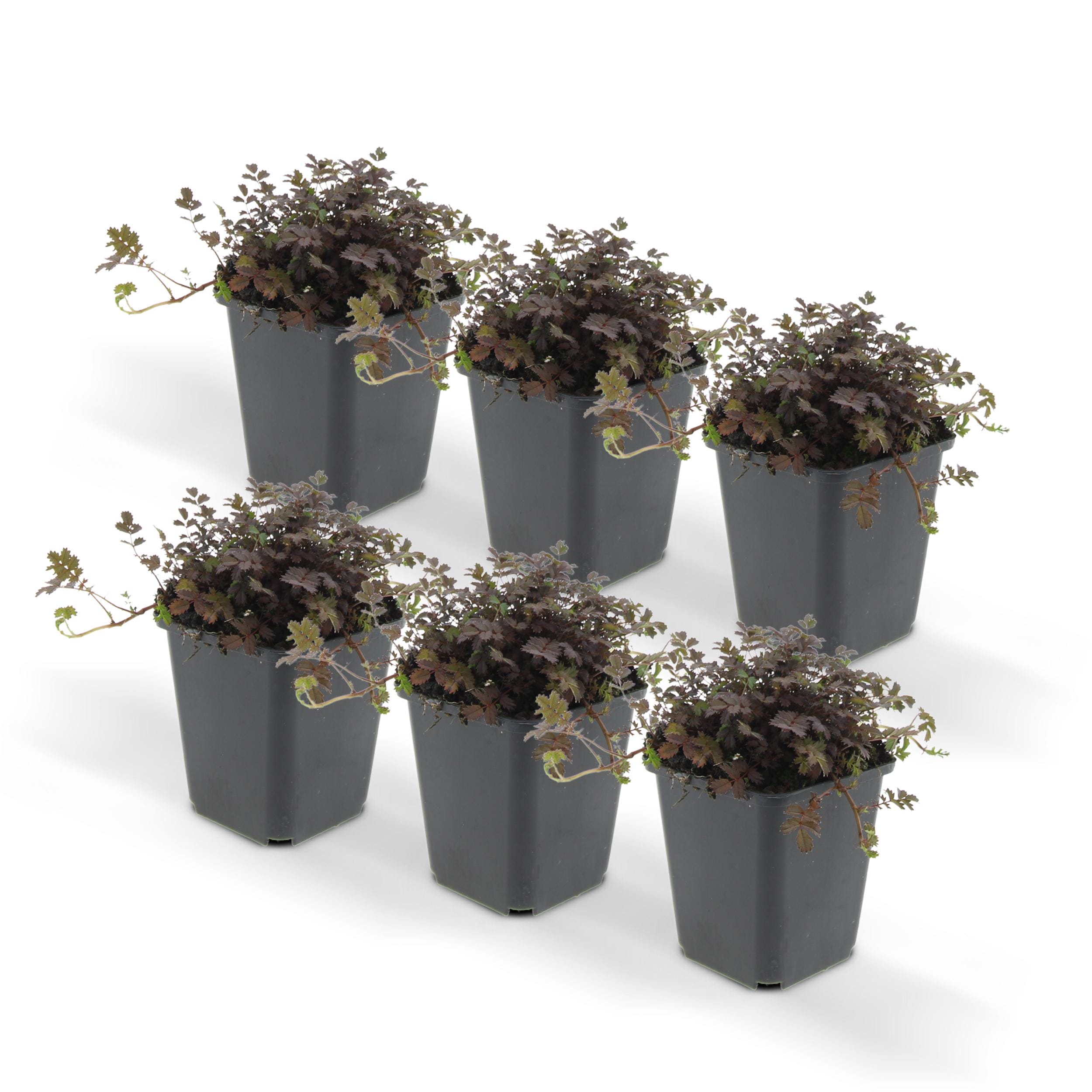 6 x Acaena Microphylla 'Kupferteppich' - Afbeelding 6