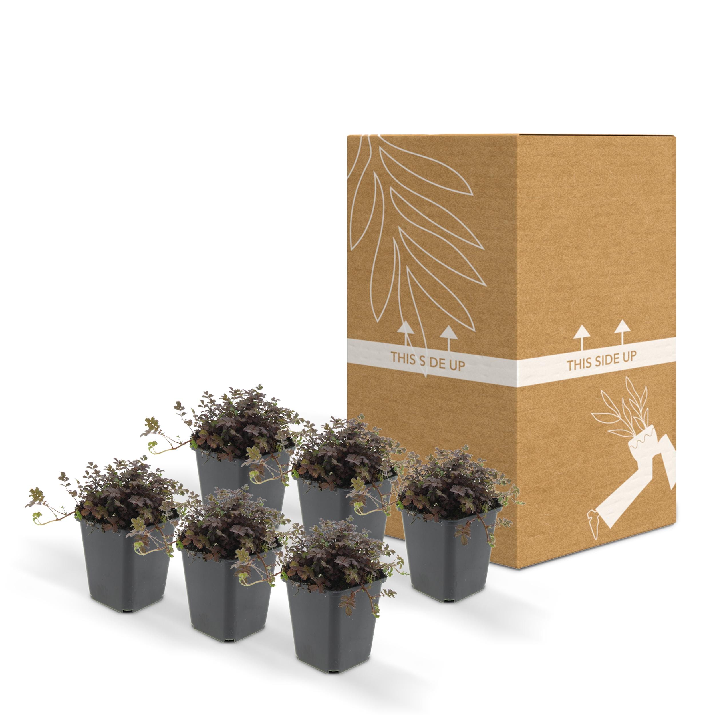 6 x Acaena Microphylla 'Kupferteppich' - Afbeelding 7