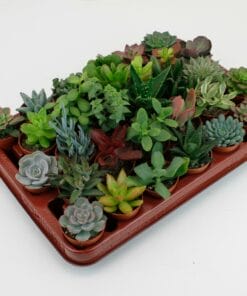 Aanbieding vetplantjes Succulenten Mix - 30 Stuks - 7Cm - Ø5,5