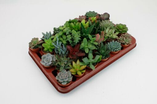 Succulenten Mix (Succulent mix) – 30 verschillende vetplantjes – 30 stuks, pot 5 cm, ±7 cm