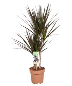 Dracaena Magenta ↑ 80 cm ⌀ 17