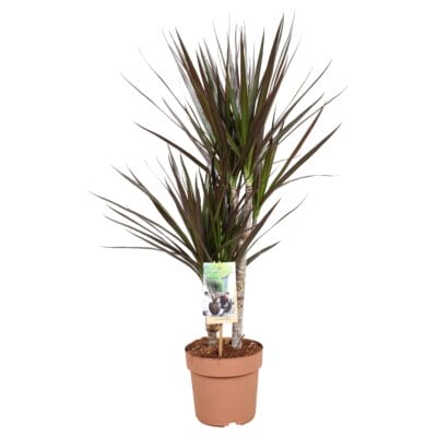 Dracaena Magenta – sierlijke kamerplant met bordeauxrood blad – ±80 cm
