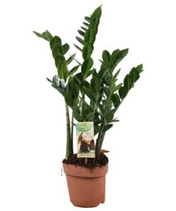 Zamioculcas ↑ 70 cm ⌀ 17