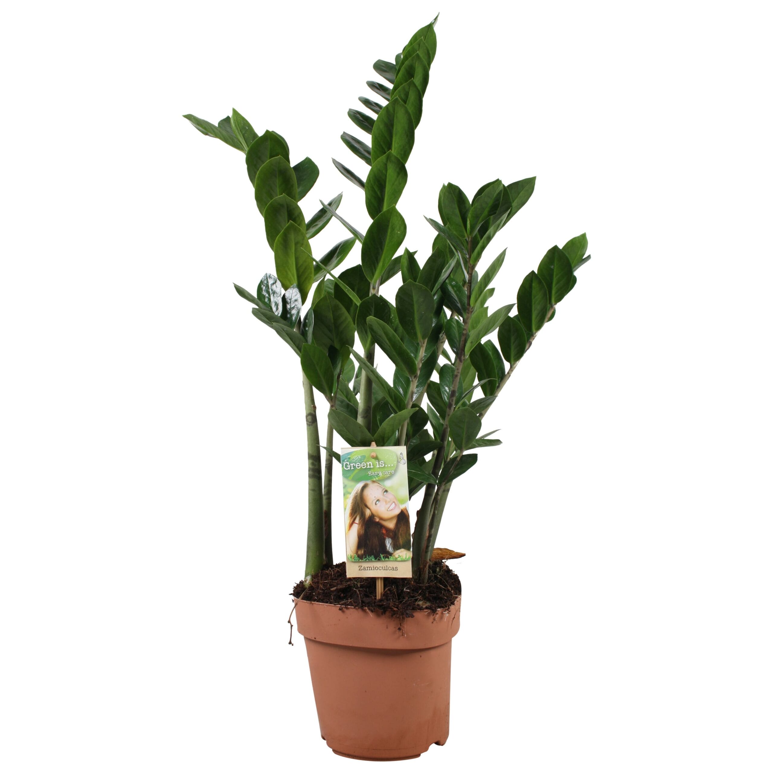 Zamioculcas ↑ 70 cm ⌀ 17