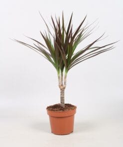 Dracaena Magenta Enkele Stam ↑ 55 cm ⌀ 12