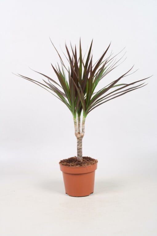 Dracaena Magenta – slanke stam met paarsrood blad – ±55 cm