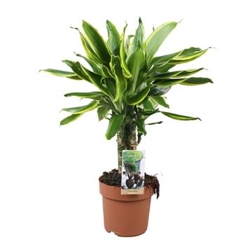 Dracaena Golden Coast Carroussel ↑ 50 cm ⌀ 17