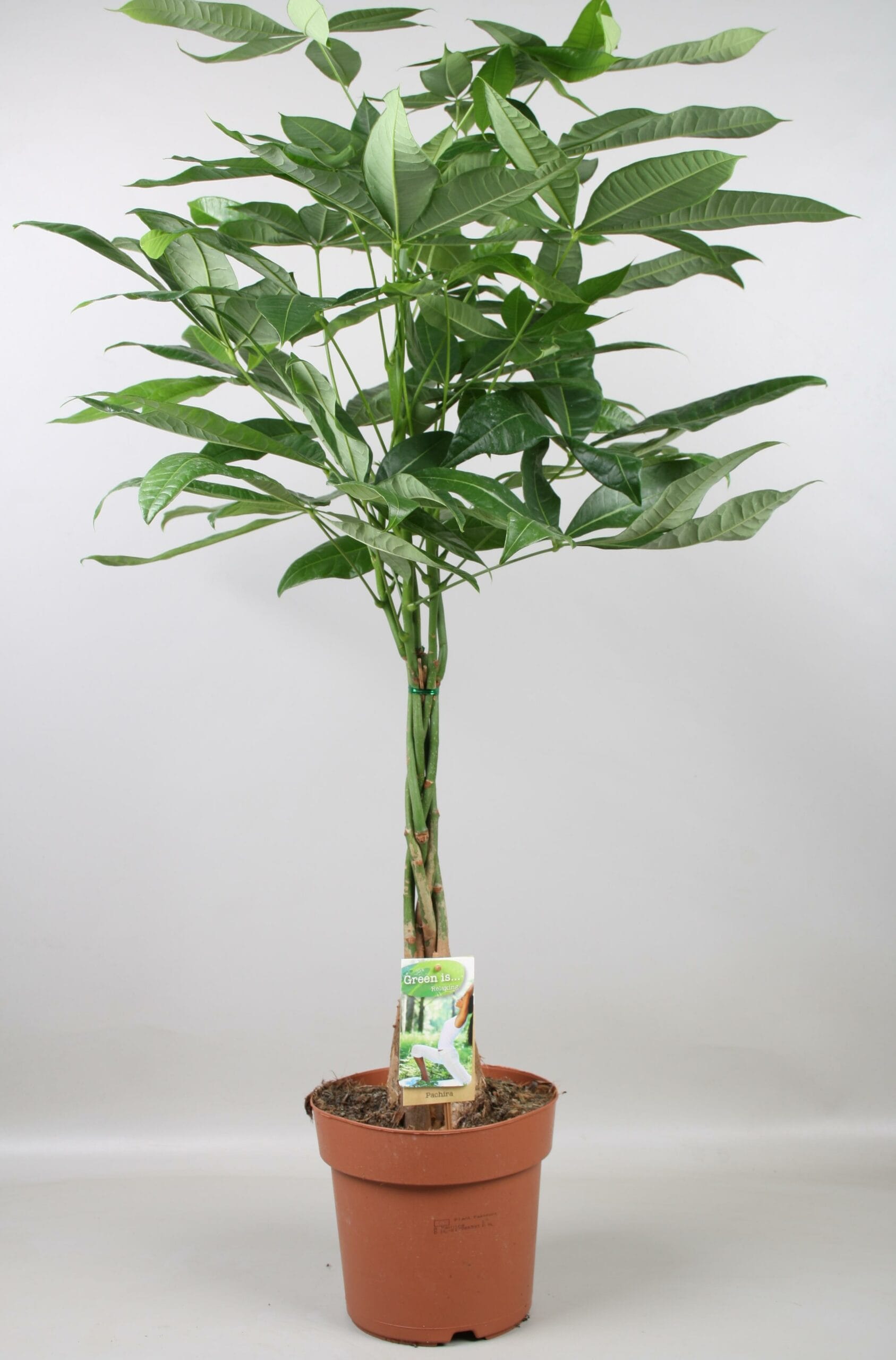 Pachira ↑ 110 cm ⌀ 21