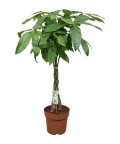 Pachira Aquatica Gevlochten Stam ↑ 120 cm ⌀ 24